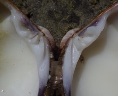 Megapitaria aurantiaca