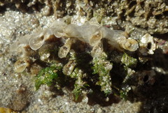 Pinna rugosa