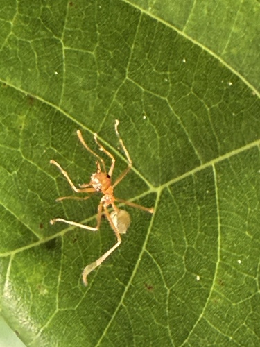 Oecophylla smaragdina