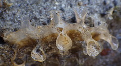Pinna rugosa