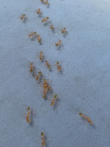 Oecophylla smaragdina