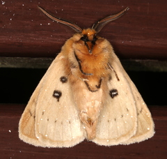 Anthela ocellata