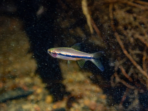 Blauwlijn-rasbora (Rasbora einthovenii) — Cyprinidae — 5