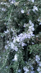 Salvia rosmarinus