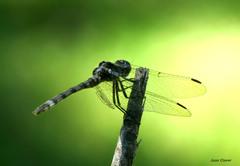 Micrathyria ringueleti