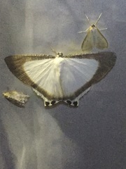 Cyphura caudiferaria