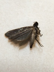 Filatima xanthuris