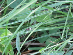 Cranistus colliurides