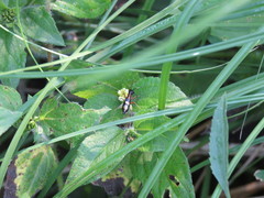 Cranistus colliurides