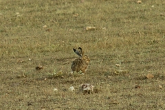 Lepus granatensis
