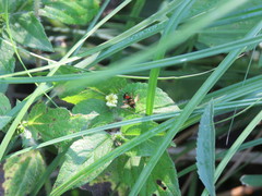 Cranistus colliurides