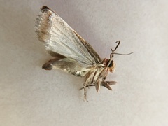 Dasypyga alternosquamella