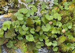 Hydrocotyle microphylla