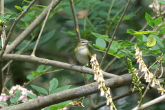 Vireo chivi