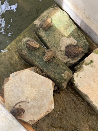 Duttaphrynus melanostictus