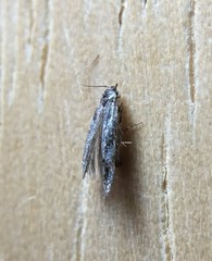 Coleotechnites starki