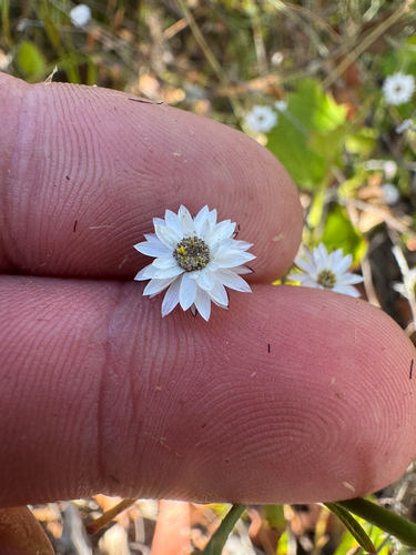 Beautiful Pithocarpa (Pithocarpa pulchella)