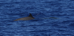 Mesoplodon europaeus