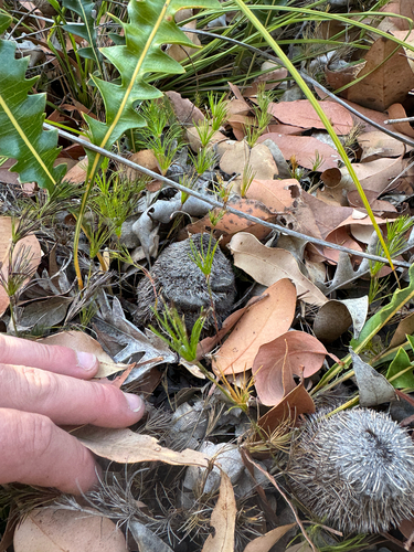 Prostrate Banksia (Banksia gardneri)