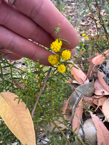 Baxter's Wattle (Acacia baxteri)