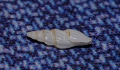 Guraleus pictus