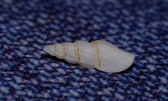 Guraleus pictus