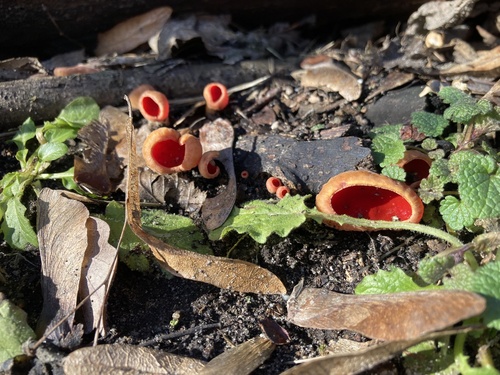 Scarlet Elf Cup