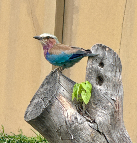 Lilac-breasted Roller