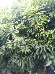 Mangifera indica