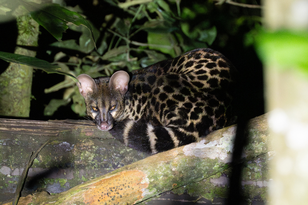 Servaline Genet