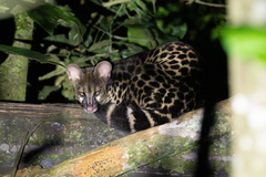 Servaline Genet photo 1