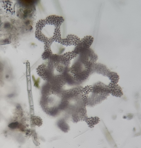 Lamprocystis observed 2026-02-25