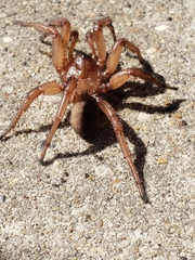 Myrmekiaphila comstocki