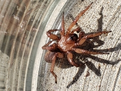 Myrmekiaphila comstocki