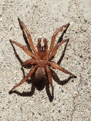 Myrmekiaphila comstocki