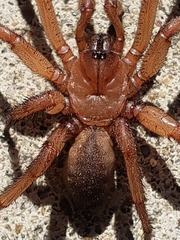 Myrmekiaphila comstocki