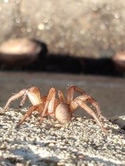 Myrmekiaphila comstocki