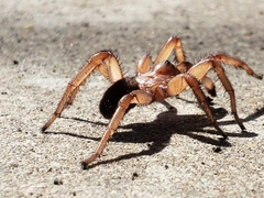 Myrmekiaphila comstocki