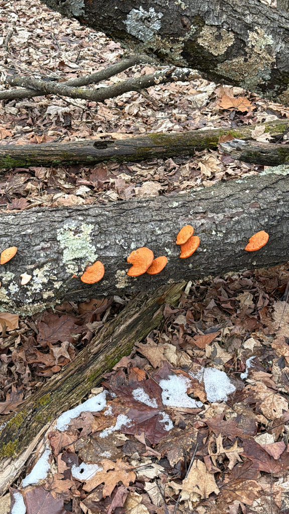 Trametes cinnabarina · February 2026 · photo: © epagelhogan (iNaturalist, cc0)