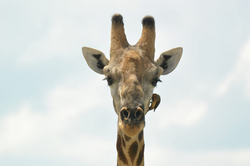 Southern Giraffe