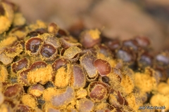 Perichaena corticalis