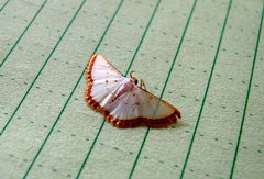 Leuciris