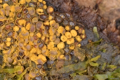 Perichaena corticalis