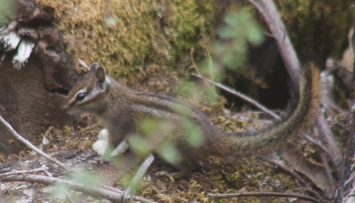 Merriam's Chipmunk observed by jr3626