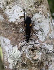 Parahiranetis