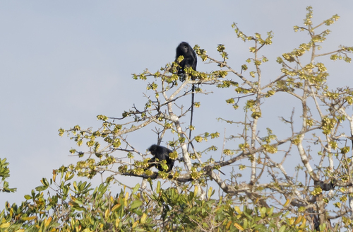 Gabon Black Colobus