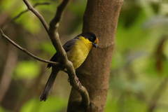 Atlapetes pallidinucha