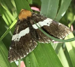 Buzara latizona