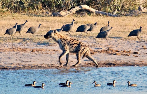 Spotted Hyena
