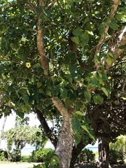 Hernandia nymphaeifolia